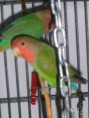 /album/fotogalerij/dwergpapegaaien-005-jpg/
